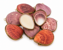 Kitty Karma Studio: Assorted seashell perfume compacts