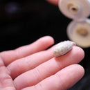 Exfoliating Face Scrub Face Care Lather & Wood Shaving Co 