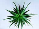 Elodie's Naturals: Aloe plant on a pale background