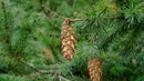 Douglas-fir Essential Oil Roller Essential Oils Rogue Evergreens 