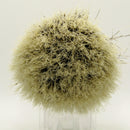 Boar Shaving Brush 1305 (22mm) - by Semogue (Pre-Owned) Shaving Brush Murphy & McNeil Pre-Owned Shaving 