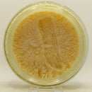 O' Selvaggio Shaving Soap and Aftershave - by Extro Cosmesi (Pre-Owned) Shaving Soap Murphy & McNeil Pre-Owned Shaving 