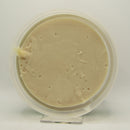 Regenwald (Fortis) Shaving Soap - by Grooming Dept (Pre-Owned) Shaving Soap Murphy & McNeil Pre-Owned Shaving 